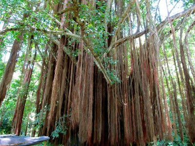 Ficcus Tree at Quebrada Valencia Falls
