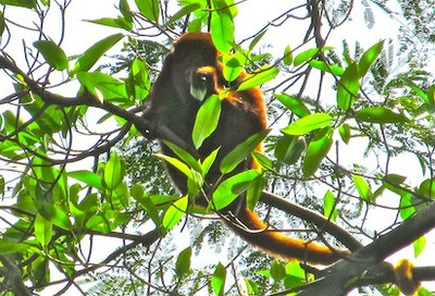 monkey on bike trip from valledupar to Guacochito Colombia.jpg